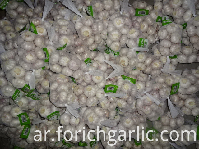 Best Regular White Garlic